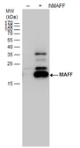 Anti-MAFF antibody used in Western Blot (WB). GTX120264