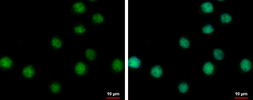 Anti-OBFC2A antibody used in Immunocytochemistry/ Immunofluorescence (ICC/IF). GTX120292