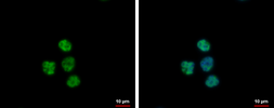 Anti-METTL11A antibody used in Immunocytochemistry/ Immunofluorescence (ICC/IF). GTX120310
