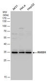 Anti-RWDD1 antibody used in Western Blot (WB). GTX120331