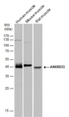 Anti-ANKRD33 antibody used in Western Blot (WB). GTX120335