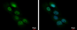 Anti-FAM44A antibody used in Immunocytochemistry/ Immunofluorescence (ICC/IF). GTX120356