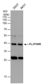 Anti-FLJ11506 antibody used in Western Blot (WB). GTX120374