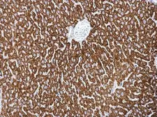 Anti-MBNL2 antibody used in IHC (Paraffin sections) (IHC-P). GTX120416