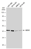 Anti-BZW1 antibody used in Western Blot (WB). GTX120426