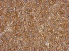 Anti-ACTRT1 antibody used in IHC (Paraffin sections) (IHC-P). GTX120431