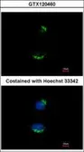Anti-UBAC1 antibody [N2C3] used in Immunocytochemistry/ Immunofluorescence (ICC/IF). GTX120460