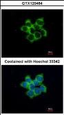 Anti-FUZ antibody [N2C3] used in Immunocytochemistry/ Immunofluorescence (ICC/IF). GTX120464