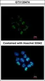 Anti-WDR12 antibody [N1C2] used in Immunocytochemistry/ Immunofluorescence (ICC/IF). GTX120474