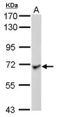 Anti-LRRC1 antibody [C1C3] used in Western Blot (WB). GTX120541