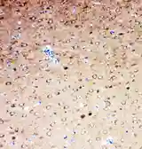 Anti-Serotonin Transporter antibody used in IHC (Paraffin sections) (IHC-P). GTX12057
