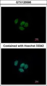 Anti-GRHL1 antibody [N1N3] used in Immunocytochemistry/ Immunofluorescence (ICC/IF). GTX120595