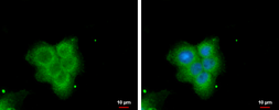 Anti-PLA2G4F antibody [N3C2], Internal used in Immunocytochemistry/ Immunofluorescence (ICC/IF). GTX120598