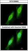 Anti-TRIM41 antibody used in Immunocytochemistry/ Immunofluorescence (ICC/IF). GTX120602