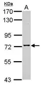 Anti-TMCO3 antibody used in Western Blot (WB). GTX120621