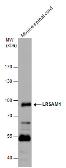 Anti-LRSAM1 antibody used in Western Blot (WB). GTX120647