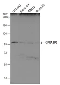 Anti-GPRASP2 antibody [C2C3], C-term used in Western Blot (WB). GTX120670