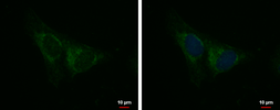 Anti-IQCA1 antibody used in Immunocytochemistry/ Immunofluorescence (ICC/IF). GTX120679