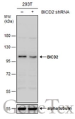 Anti-BICD2 antibody used in Western Blot (WB). GTX120683