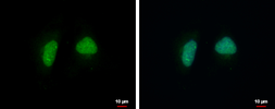 Anti-ADPRHL1 antibody used in Immunocytochemistry/ Immunofluorescence (ICC/IF). GTX120706