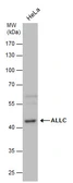 Anti-ALLC antibody used in Western Blot (WB). GTX120709