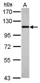 Anti-BOP1 antibody [N1C1] used in Western Blot (WB). GTX120737