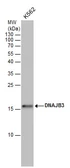 Anti-DNAJB3 antibody used in Western Blot (WB). GTX120801