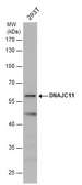 Anti-DNAJC11 antibody used in Western Blot (WB). GTX120802
