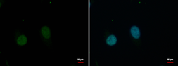 Anti-GPBP1L1 antibody used in Immunocytochemistry/ Immunofluorescence (ICC/IF). GTX120850