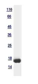 Human Histone H3 protein, His tag. GTX120857-pro