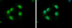 Anti-KLHL26 antibody used in Immunocytochemistry/ Immunofluorescence (ICC/IF). GTX120878