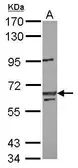 Anti-LIN54 antibody [C1C2], Internal used in Western Blot (WB). GTX120890