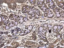 Anti-MAGEE2 antibody used in IHC (Paraffin sections) (IHC-P). GTX120904