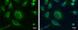 Anti-MOSC1 antibody used in Immunocytochemistry/ Immunofluorescence (ICC/IF). GTX120917