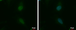 Anti-NKAP antibody used in Immunocytochemistry/ Immunofluorescence (ICC/IF). GTX120930