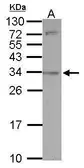 Anti-SLAMF9 antibody used in Western Blot (WB). GTX121045