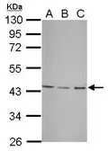 Anti-UBXN1 antibody used in Western Blot (WB). GTX121127