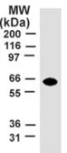 Anti-TRAF5 antibody [55A219] used in Western Blot (WB). GTX12123