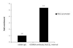 Anti-KDM6A antibody [N2C1], Internal used in ChIP assay (ChIP assay). GTX121246