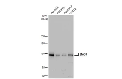 Anti-SMG7 antibody used in Western Blot (WB). GTX121320