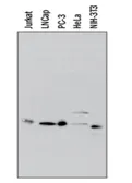 Anti-IKB alpha antibody [6A920] used in Western Blot (WB). GTX12134