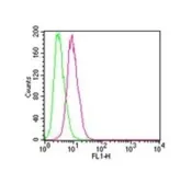Anti-IKK beta antibody [10AG2] used in Flow cytometry (FCM). GTX12139