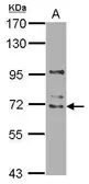 Anti-WDR16 antibody used in Western Blot (WB). GTX121444