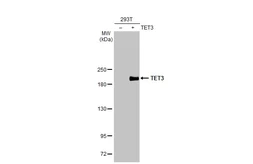 Anti-TET3 antibody [N3C1], Internal used in Western Blot (WB). GTX121452