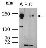 Anti-TET3 antibody [C3], C-term used in Immunoprecipitation (IP). GTX121453