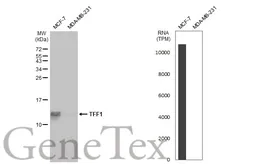 Anti-TFF1 antibody used in Western Blot (WB). GTX121461