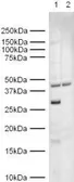 Anti-Geminin antibody used in Western Blot (WB). GTX12147