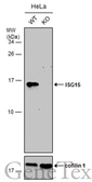Anti-ISG15 antibody used in Western Blot (WB). GTX121474