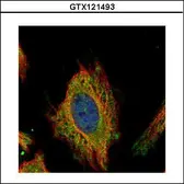 Anti-FEM1C antibody used in Immunocytochemistry/ Immunofluorescence (ICC/IF). GTX121493