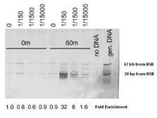 Anti-Mre11 antibody used in ChIP assay (ChIP assay). GTX12159